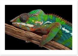 Reptiles / Amphibian Art Print 49277755