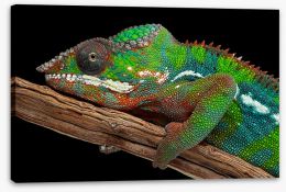 Reptiles / Amphibian Stretched Canvas 49277755
