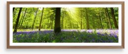 Bluebell woods panorama Framed Art Print 49499975