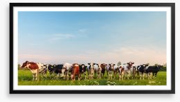 Twelve cows a grazing Framed Art Print 49531694