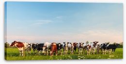 Twelve cows a grazing Stretched Canvas 49531694