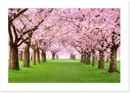 Cherry blossom tunnel Art Print 49588755