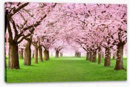 Cherry blossom tunnel Stretched Canvas 49588755