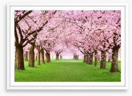Cherry blossom tunnel Framed Art Print 49588755