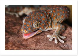 Reptiles / Amphibian Art Print 49594534
