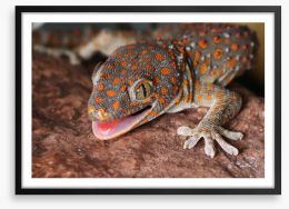Reptiles / Amphibian Framed Art Print 49594534