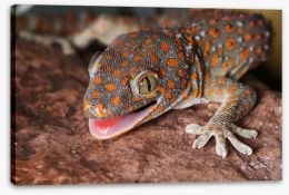 Reptiles / Amphibian Stretched Canvas 49594534