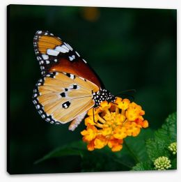 Insects Stretched Canvas 49826252