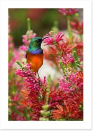 Hummingbird nectar Art Print 49935237