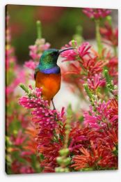 Hummingbird nectar Stretched Canvas 49935237