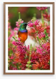 Hummingbird nectar Framed Art Print 49935237