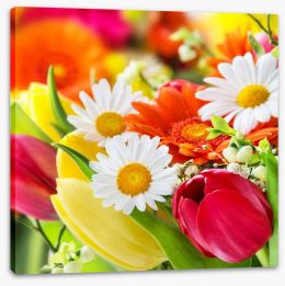 Gerbera and tulips Stretched Canvas 50436975