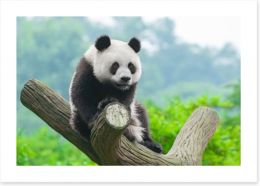 Giant panda Art Print 51036433