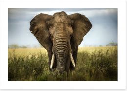 Elephant in the grass Art Print 51170548