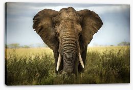 Elephant in the grass Stretched Canvas 51170548