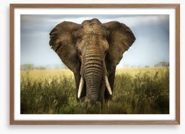 Elephant in the grass Framed Art Print 51170548