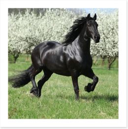 Friesian mare in Spring