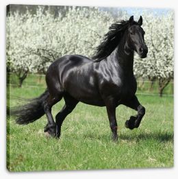 Friesian mare in Spring Stretched Canvas 51258832