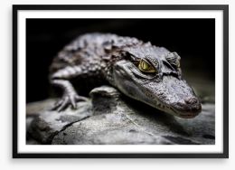 Reptiles / Amphibian Framed Art Print 51348255