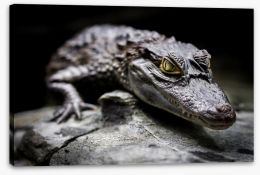 Reptiles / Amphibian Stretched Canvas 51348255