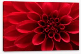 Red dahlia delight Stretched Canvas 51400953