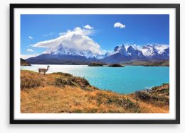 Lake Pehoe guanaco Framed Art Print 51408248