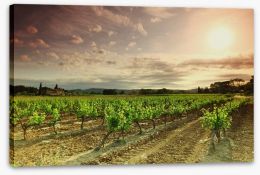 Green vineyard afternoon Stretched Canvas 51443183