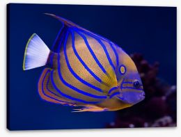 Blue ring angelfish Stretched Canvas 51515042
