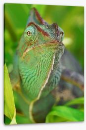 Rainforest chameleon Stretched Canvas 51519582