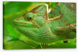 Reptiles / Amphibian Stretched Canvas 51519803
