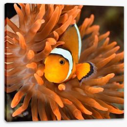 Clownfish camouflage Stretched Canvas 51599626
