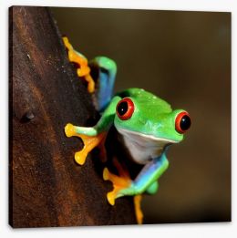 Peeping frog Stretched Canvas 51622727