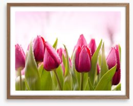 Tulip dew Framed Art Print 51930622