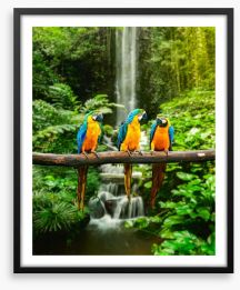 The three macaws Framed Art Print 51933543