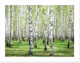 Spring green birch grove Art Print 52231587