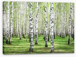 Spring green birch grove Stretched Canvas 52231587