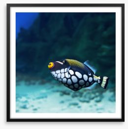 Triggerfish clown Framed Art Print 52258043