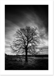 The leafless tree