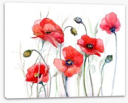 Delicate poppies Stretched Canvas 52270810