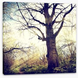 The ancient tree Stretched Canvas 52315536