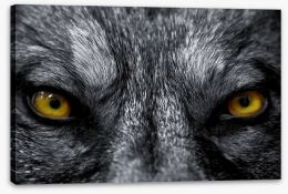 Eyes of the alpha Stretched Canvas 5241057