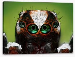 Turkish jumping spider Stretched Canvas 52663768