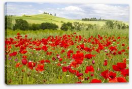 Tuscany poppies Stretched Canvas 52672130
