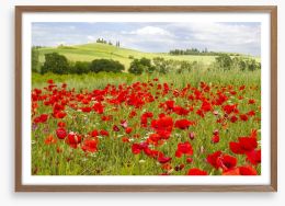 Tuscany poppies Framed Art Print 52672130