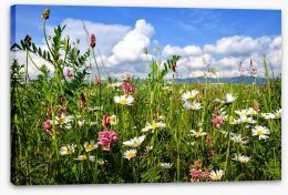 Wildflowers in the Summer meadow Stretched Canvas 52685248
