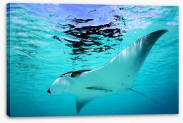 Manta Ray swim Stretched Canvas 52688867