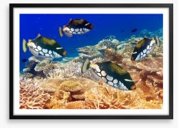 Fish / Aquatic Framed Art Print 52757600