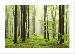 Spring beech forest Art Print 52893214