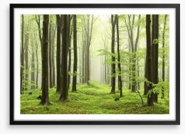 Spring beech forest Framed Art Print 52893214