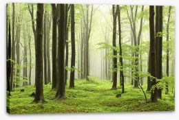 Forests Stretched Canvas 52893214